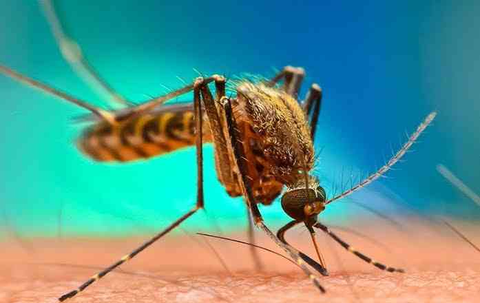 Mosquitoes prefer biting people who are drunk. - MirrorLog